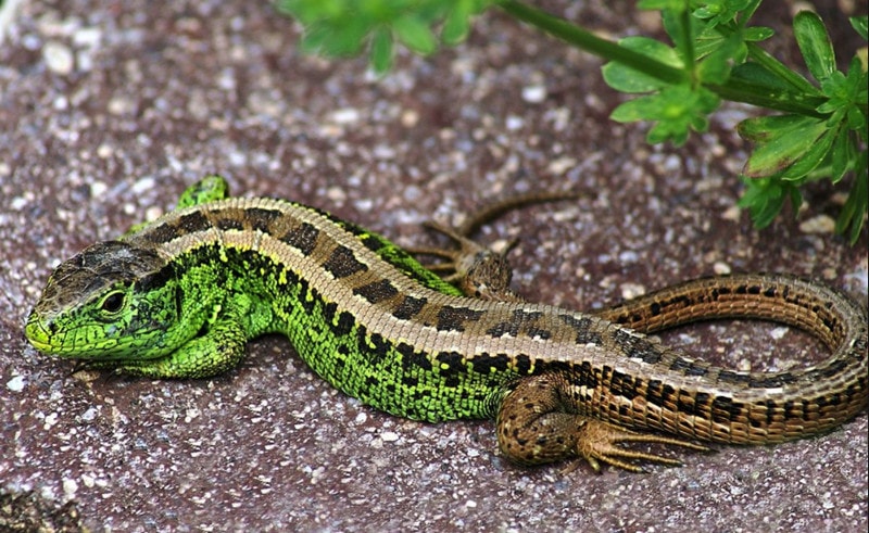 Reptiles